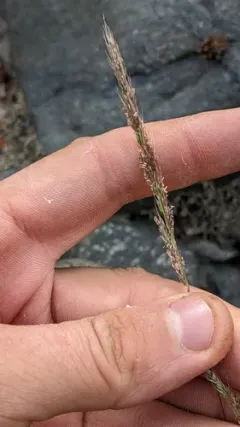 nit grass thumbnail 1