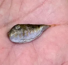 Northern Puffer thumbnail 3