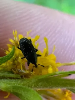 Pseudobaris nigrina thumbnail 2