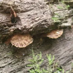 Gloiodon strigosus thumbnail 2