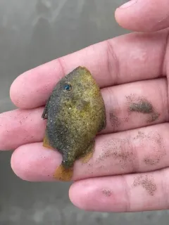 Queen Triggerfish thumbnail 2