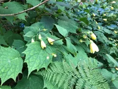 Yellow waxbells thumbnail 3