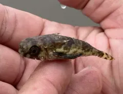 Flying Gurnard thumbnail 2