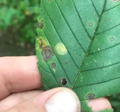 Elm Leafminer thumbnail 3
