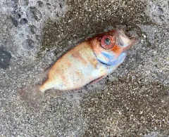 Glasseye thumbnail 3