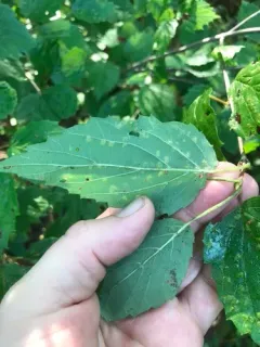 Sackenomyia commota thumbnail 2