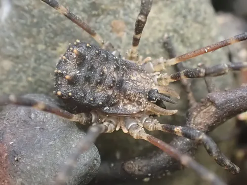 Ceratolasma tricantha