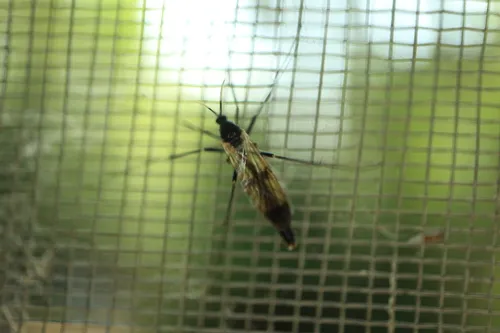 Leptomorphus nebulosus