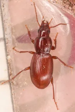 Pterostichus pumilus thumbnail 2