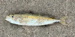 Cigar Minnow thumbnail 3