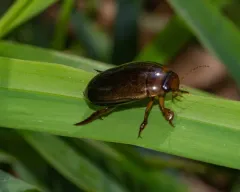Hydaticus piceus thumbnail 2
