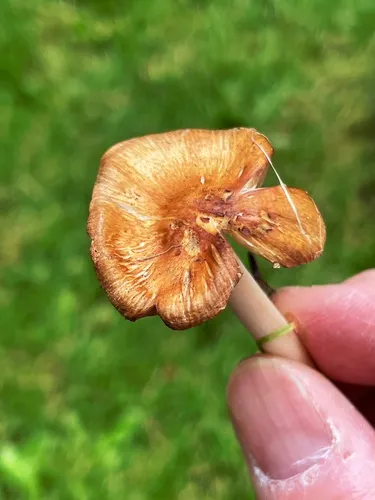 Inocybe mixtilis