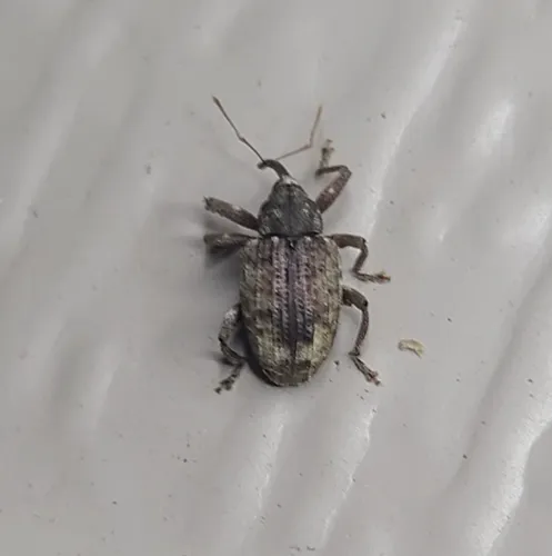 Thin-nosed Curculio