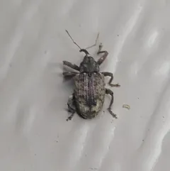 Thin-nosed Curculio thumbnail 1