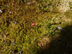 Exobasidium cassandrae thumbnail 4