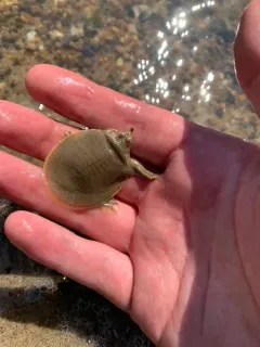 Smooth Softshell thumbnail 3