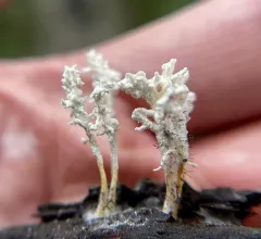 Cordyceps tenuipes thumbnail 4