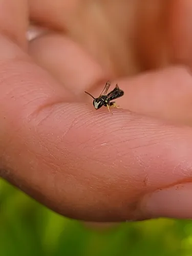 Little Masked Bee