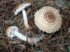 Lepiota fuscosquamea thumbnail 1