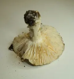 Dove-colored Tricholoma thumbnail 3
