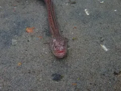 Wrymouth thumbnail 4