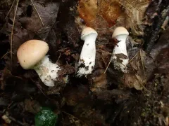 woolly webcap thumbnail 1