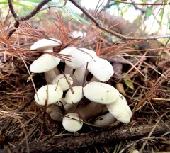 clustered clitocybe thumbnail 3