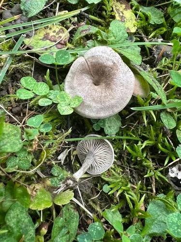 Entoloma undatum