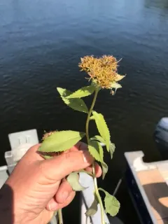 Aizoon Stonecrop thumbnail 2
