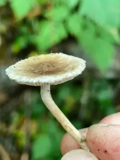 Inocybe curvipes thumbnail 2