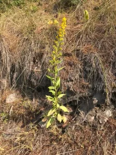 Pale Showy Goldenrod thumbnail 1