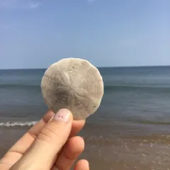 Common Sand Dollar thumbnail 4