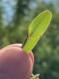Macrosaccus uhlerella thumbnail 3