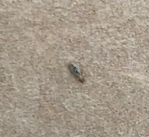 Ciconiphilus decimfasciatus