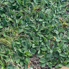 mouse-eared hawkweed thumbnail 3