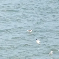 Little Gull thumbnail 3