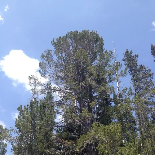 Whitebark Pine