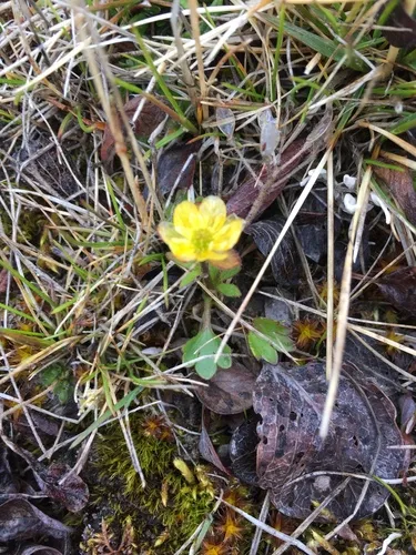 Sabine's Buttercup
