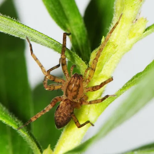 Anyphaena celer