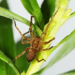 Anyphaena celer thumbnail 1