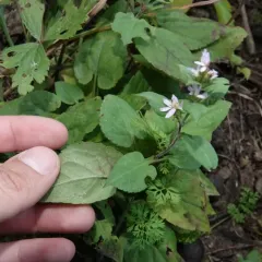 Drummond's aster thumbnail 4
