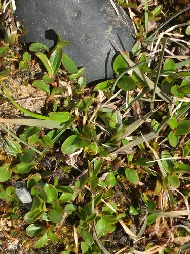Polar Willow