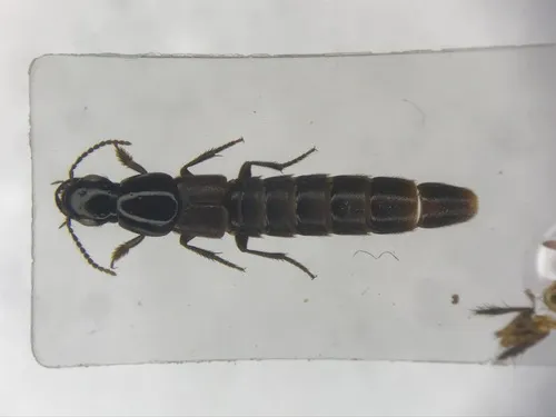 Quedius molochinoides