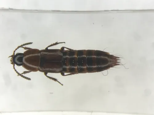 Tachinus elongatus