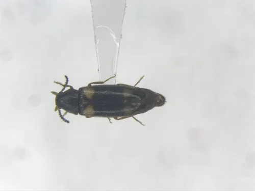 Spilotus quadripustulatus