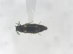 Spilotus quadripustulatus thumbnail 1
