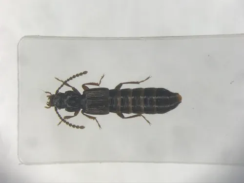 Coprophilus striatulus