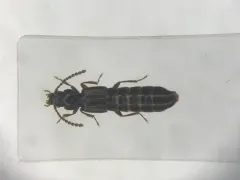 Coprophilus striatulus thumbnail 1