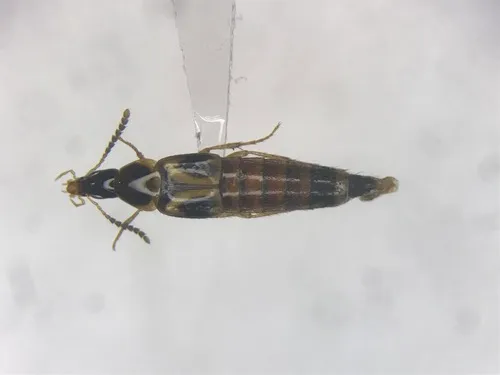 Lordithon kelleyi