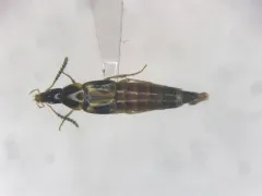 Lordithon kelleyi thumbnail 1